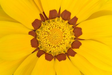 Dieter Himmel: Gelbe Blume